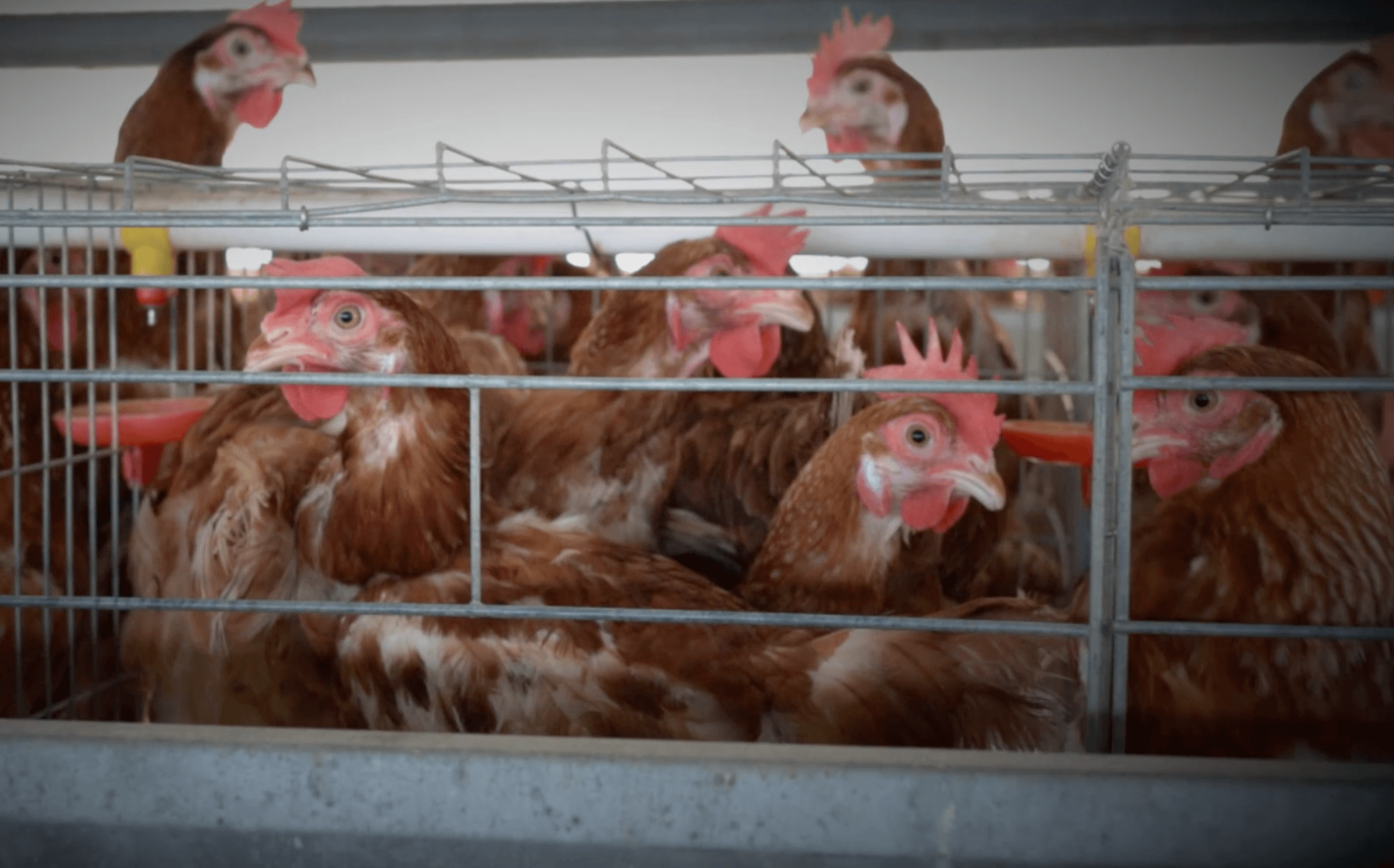 Egg-laying hens in battery cages